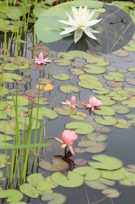 滑川町、武蔵丘陵森林公園「雅の広場」の池で赤、白、黄色と何色ものスイレンがきれいに咲いています。（小山芳男通信員）