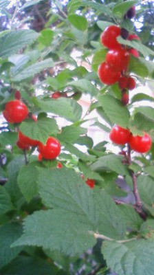 6月1日撮影　庭のユスラウメの実。まるで真っ赤な宝石のようです。（嵐山町）