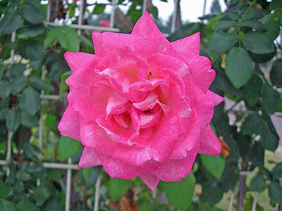 thumb_20060713siki