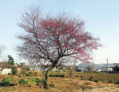 20070129siki