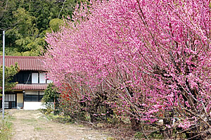 thumb_20090407siki2