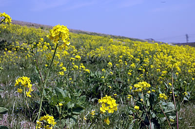 thumb_20090410siki1