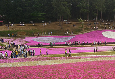 羊山公園の芝桜