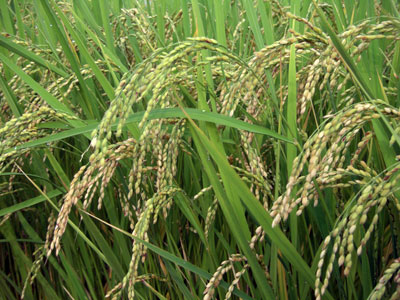 稲穂がだいぶ色づいて、頭を垂れてきました。=8月19日、幸手市