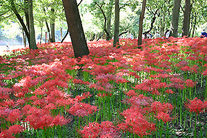 日高市｢巾着田｣の曼珠沙華1
