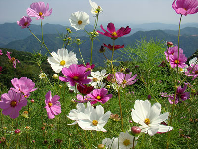 秩父高原牧場の秋桜