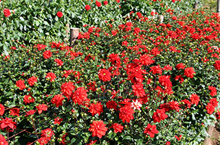 thumb_20091009siki1