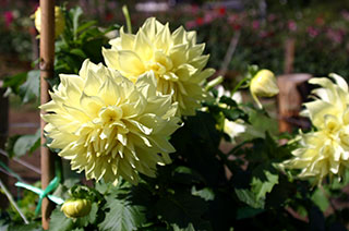 thumb_20091009siki2