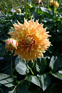 thumb_20091009siki4