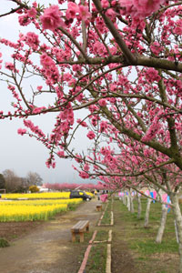 thumb_20100316siki01