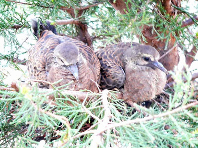 キジバトが巣立ちの準備中＝2010年3月26日、川口市