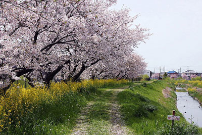 上里町の桜＝2010年4月13日