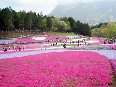 羊山の芝桜
