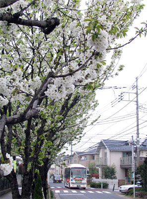 さくらんぼの花