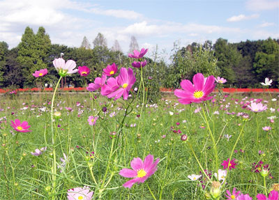 大宮花の丘公園・コスモス