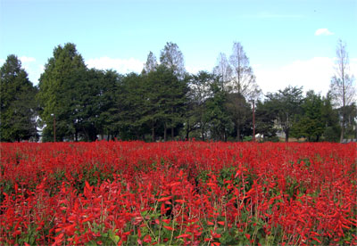 大宮花の丘公園・サルビア